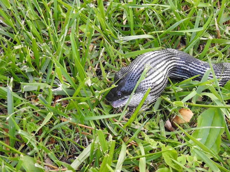 A close-up of a black snake in the process of consuming a large egg. The snake's body is swollen in a round shape right behind its head. The snake is resting on short cut grass on a lawn.