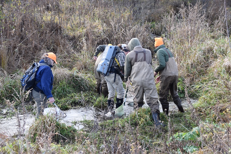 A group of scientists wear cold weather gear and wade in a small stream. The stream is surrounded by grasses and vegetation.