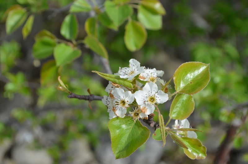 A close-up of a cluster of white flowers surrounded by green leaves on the end of a a tree branch.