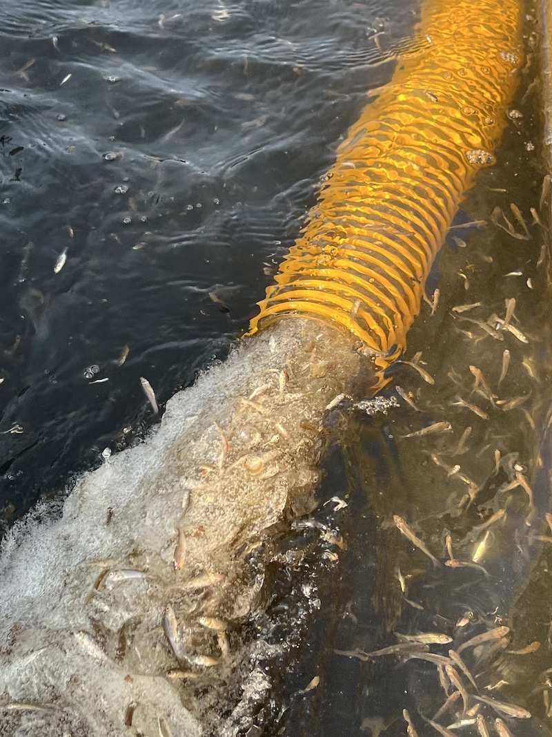A pipe underwater delivers tiny minnows to a new body of water.