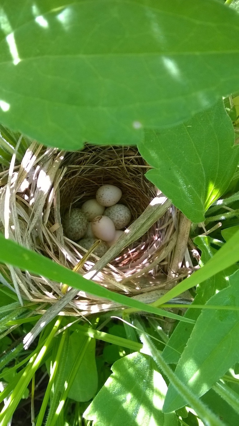 A close-up of a grass nest partially obscured by green vegetation. Several speckled eggs are resting in the nest.