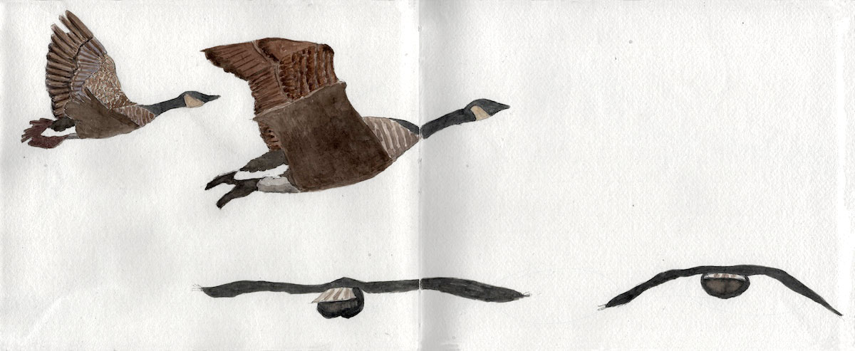 A watercolor illustration of Canada geese flying.