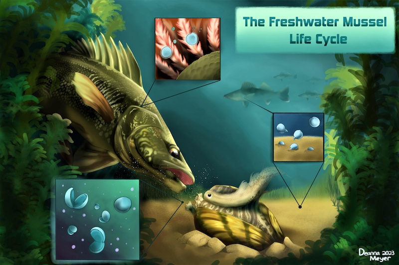 An illustration of the freshwater mussel life cycle. A fish is attracted to the lure of a freshwater mussel. The illustration is framed by algae and submerged plants. In the background are fish swimming.