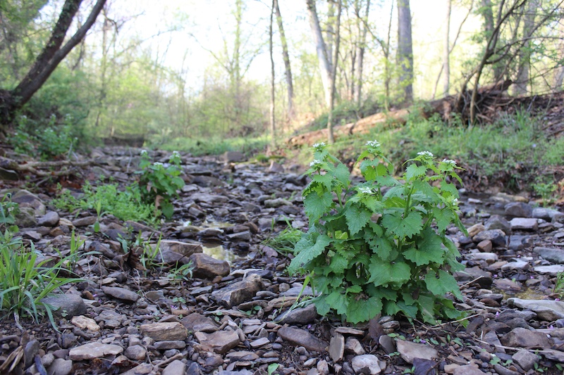 A green plant with white flowers at the top of the plant growing in a rocky streambed. In the background is a sunny spring woodland.