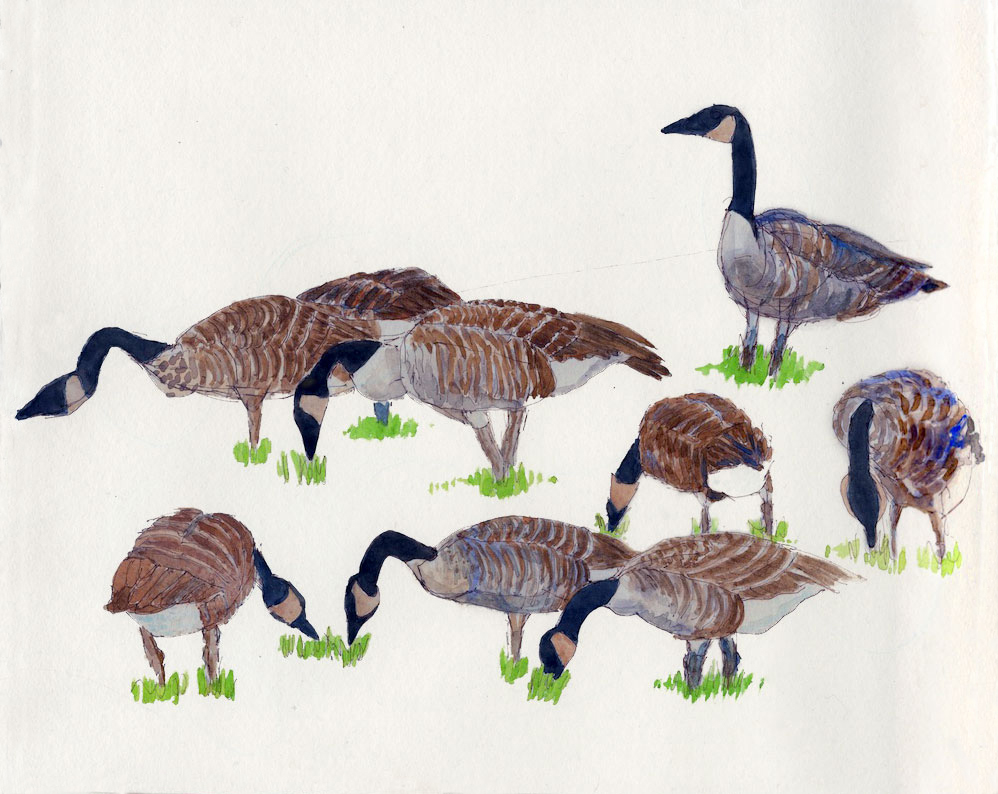 A watercolor illustration of a group of Canada geese grazing on turf grass one a green lawn. One goose stands alert for potential predators.