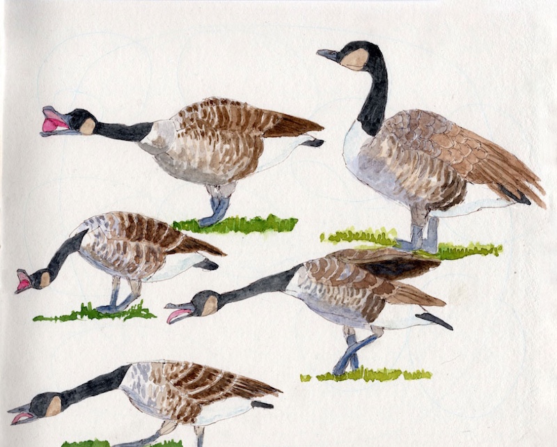 A watercolor illustration of Canada geese honking and walking on a green lawn.