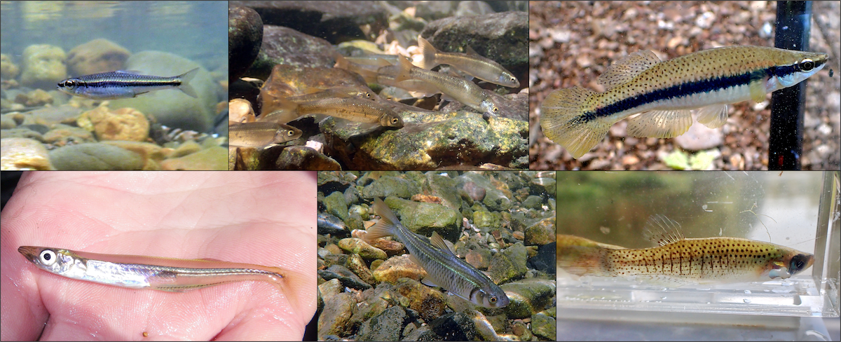 A collage of six photos of small brown and silver fish either swimming near the rocky stream bed, in an aquarium or being held in the hand of a scientist.