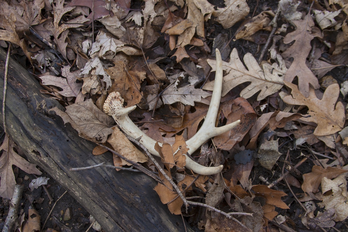 A shed antler from a white-tailed deer rests against a fallen log nestled in amongst leaf litter on the forest floor.