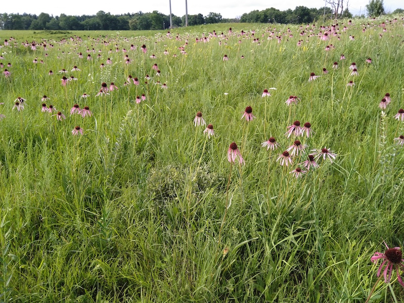 A hillside prairie filled with pink coneflowers. In the background is an agricultural field against a woodland.