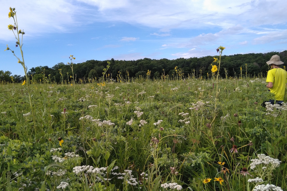 A person wearing yellow shirt walks through a prairie under an overcast sky. In the background is a horizon line of trees.
