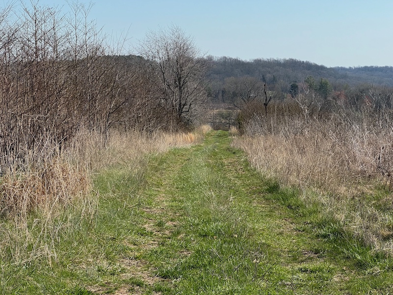 A grassy road divides a brushy field. In the background is a hill covered in forest. A bright blue sky is overhead.