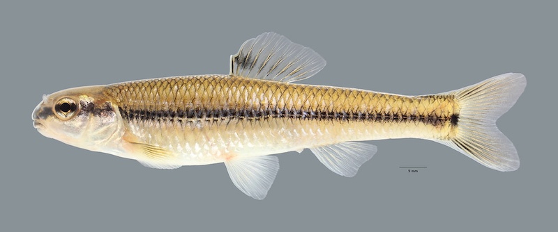 A tiny tan fish on a gray background. There is a black stripe running down the side of the fish.