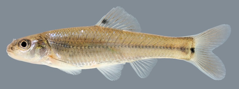 A tiny tan fish on a gray background.