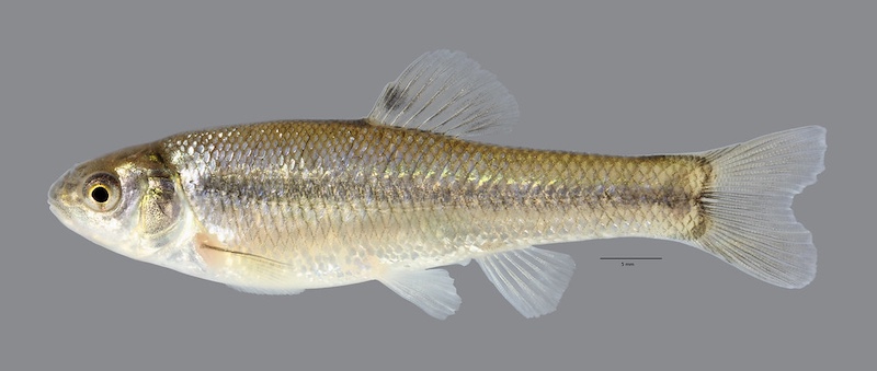 A tiny silvery tan fish on a gray background.