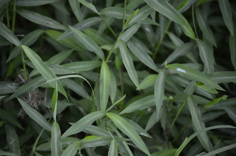 A close-up of many grass stems with long narrow leaves.