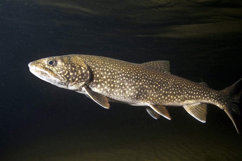 A large spotted trout fish swims in dark waters.