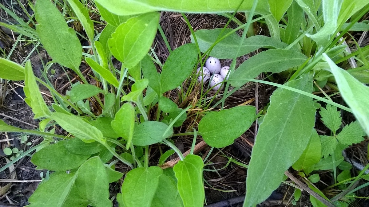 A grass nest with four speckled eggs hidden amongst the green vegetation in a prairie.