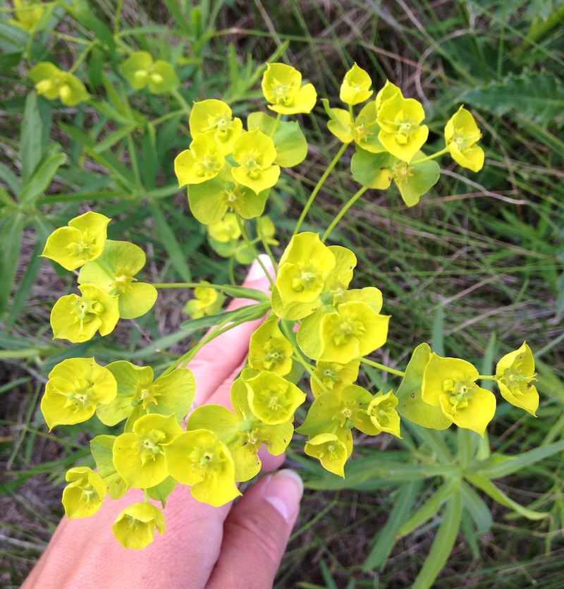 A close-up of yellow flowers being held by the hand of a woman. In the background are grasses and green vegetation.