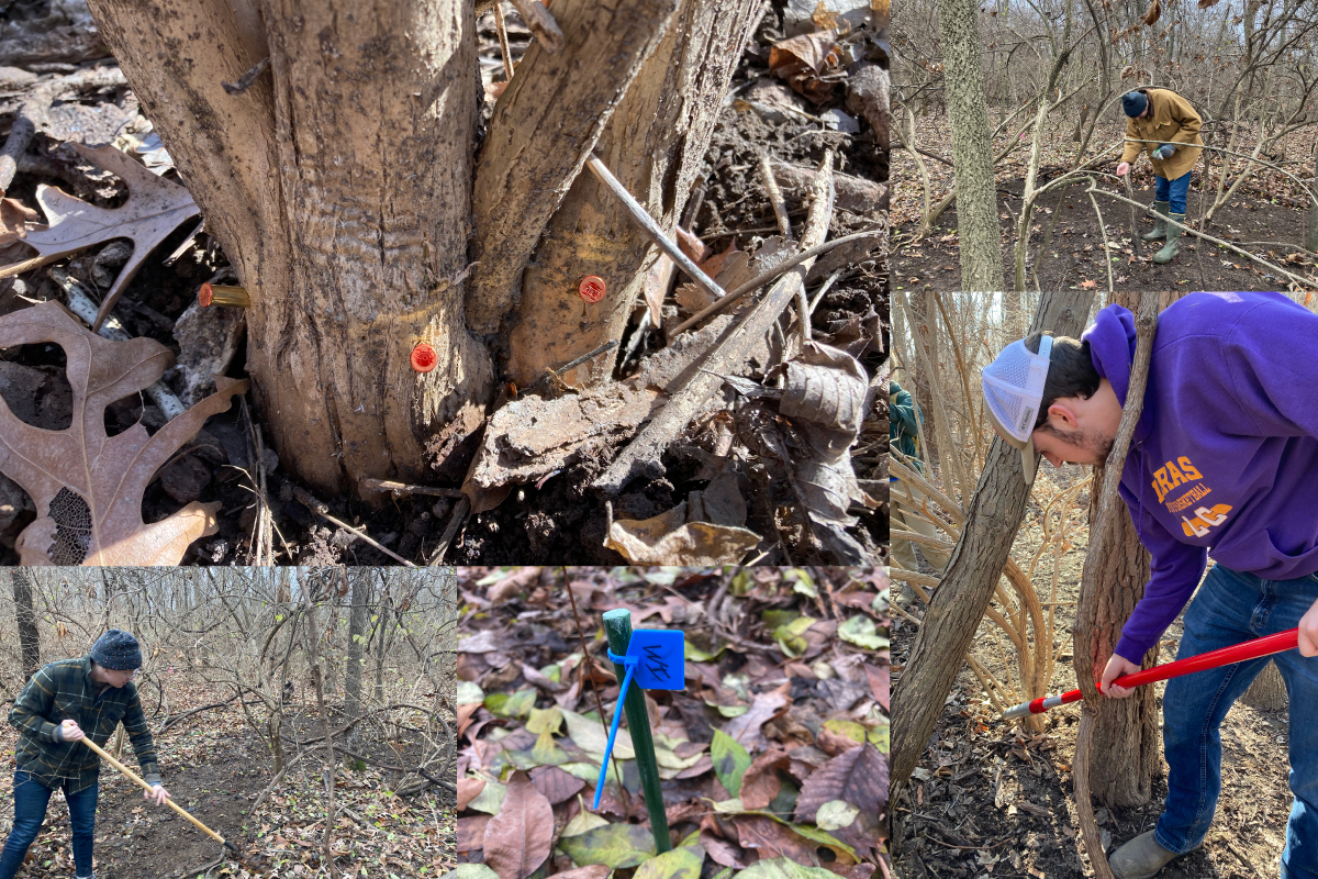 A collage of photos. Several of the images show individuals working at habitat management. Two photos are close ups of invasive plant species or a flag indicating an area where research is being conducted.