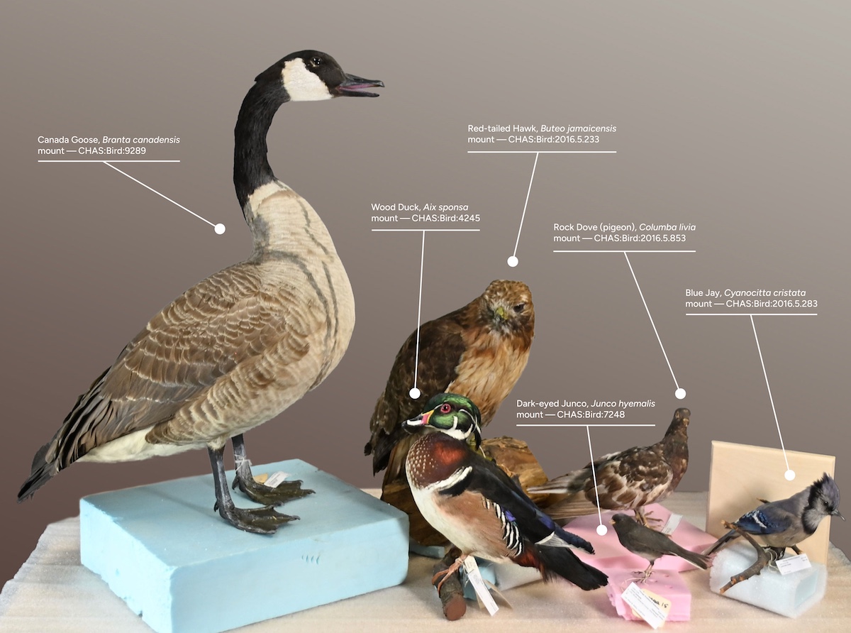 Taxidermied mounts of a Canada goose, wood duck, red-tailed hawk, rock dove, dark-eyed junco, and a blue jay resting on a table against a tray background.