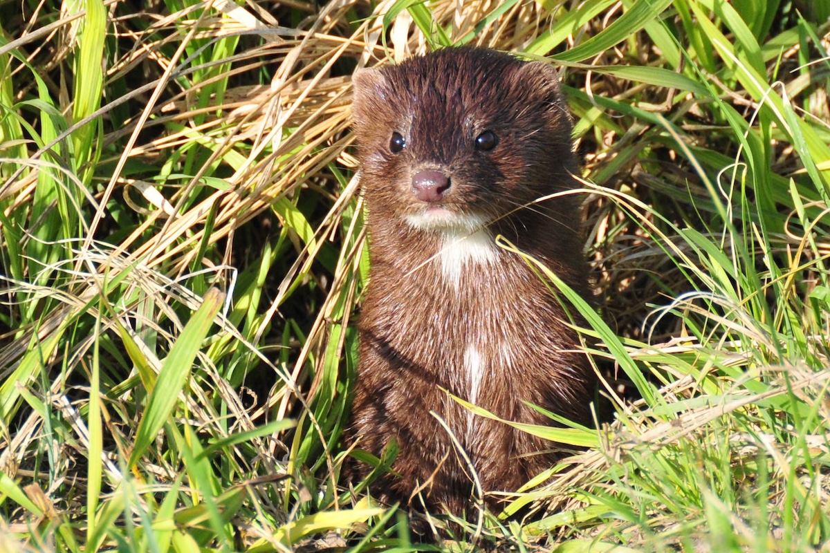 A brown mink with a white patch under its chin pauses while foraging. The mink is surrounded by green grasses.