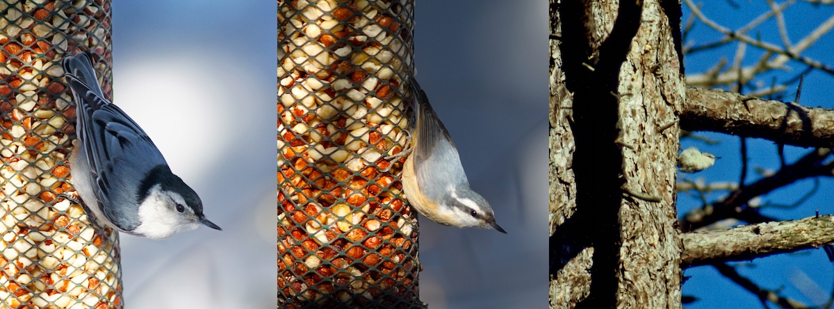 A photo collage of three photos placed side-by-side in a row. The left and middle photos are of birds eating at a bird feeder. The right photo is of a bird perched on the trunk of a tree with the blue sky above peeking through the branches behind the bird.
