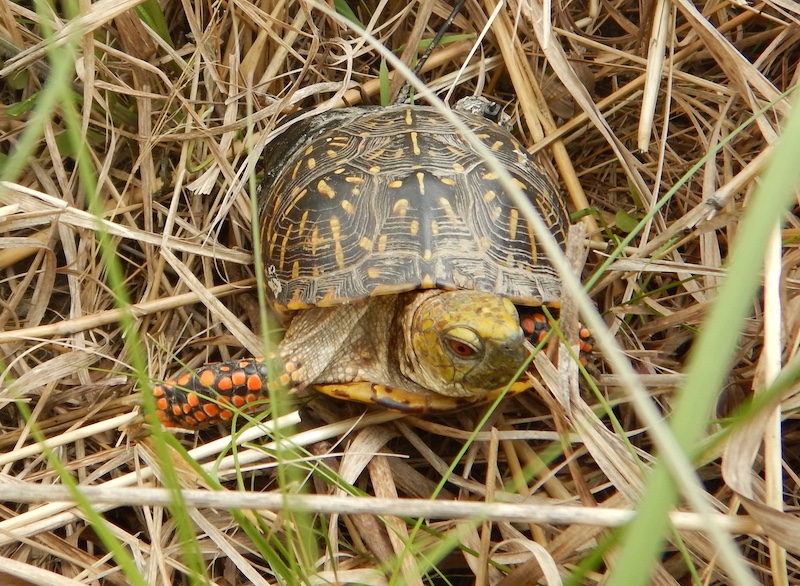 A close up of a black and yellow striped box turtle with orange spots on its legs. It is surrounded by tan vegetation.