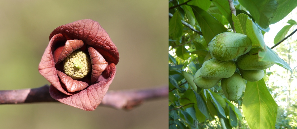 A photo collage of two images. The photo on the left is a close-up of a flower with brown petals around a yellow center. The photo on the right is a close-up of a cluster of green fruits surrounded by large green leaves on a understory tree. Green foliage is in the background.