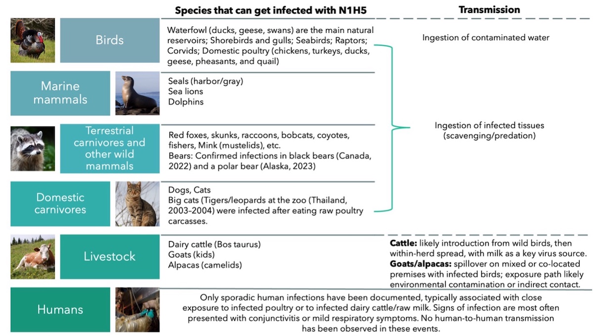 A graphic of species that can be infected with Avian Influenza A Virus including birds, marine mammals, terrestrial carnivores and other wild mammals, domestic carnivores, livestock, and humans.