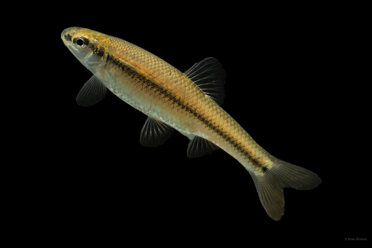 A small tan fish with a black stripe running down its side swims on a black background.
