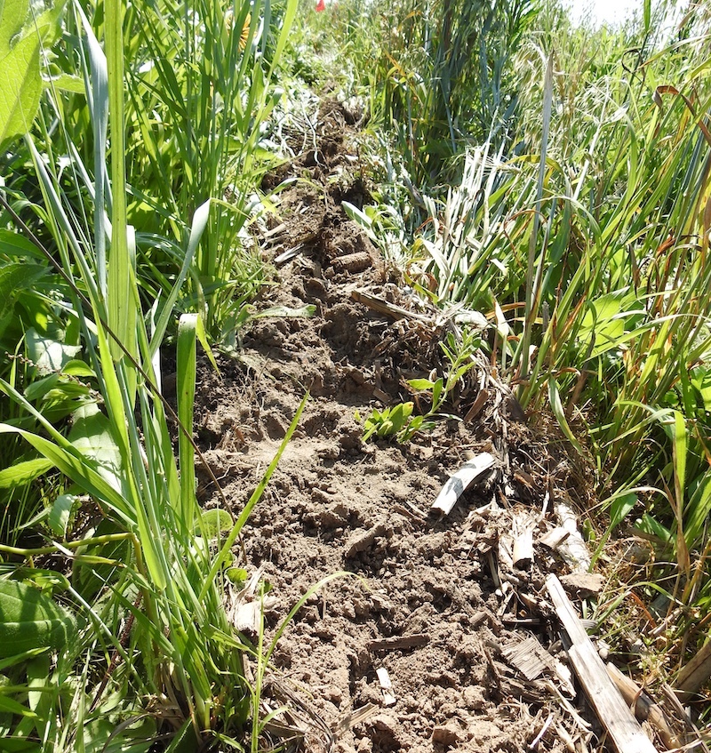 A close-up of a young seedling planted in an area of disturbed soil in  a grassy area.