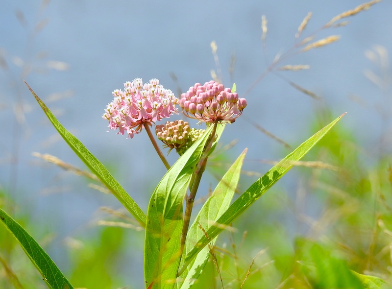 Clusters of pink flowers are at the top of a plant with slender green leaves. In the background is more green vegetation against a blue sky.