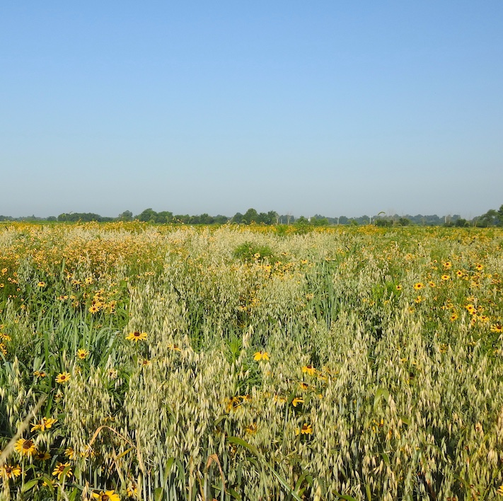 Under a bright blue summer sky, many yellow prairie flowers with brown centers are scattered throughout a lush green grassland.