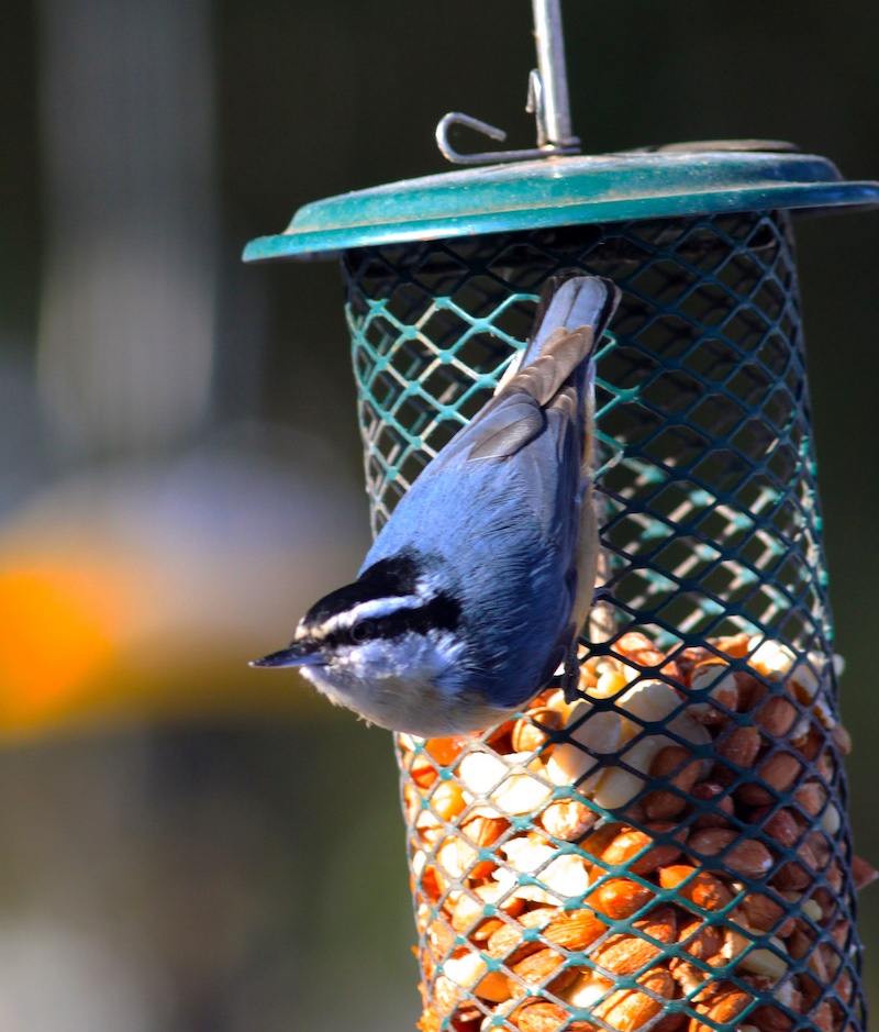 A blue-gray, black, white, and reddish bird perches on the side of a wire mesh bird feeder.