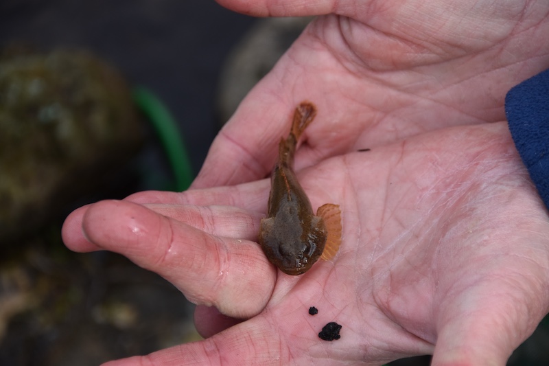 A very small brown fish rests in the palm of a biologist's hand.