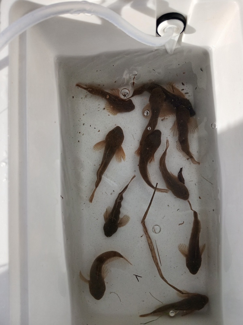 A close-up of a white cooler filled with water and very small brown fish swimming in the bottom.