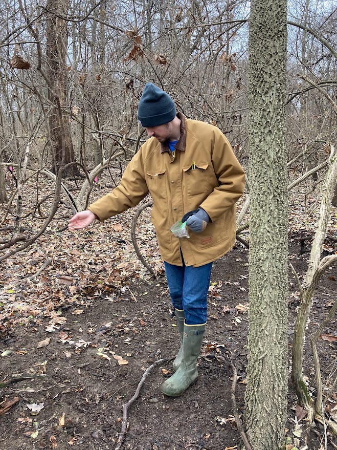 A man wearing cold weather gear in a woodland broadcasts seed over the ground raked free of a leaf litter.