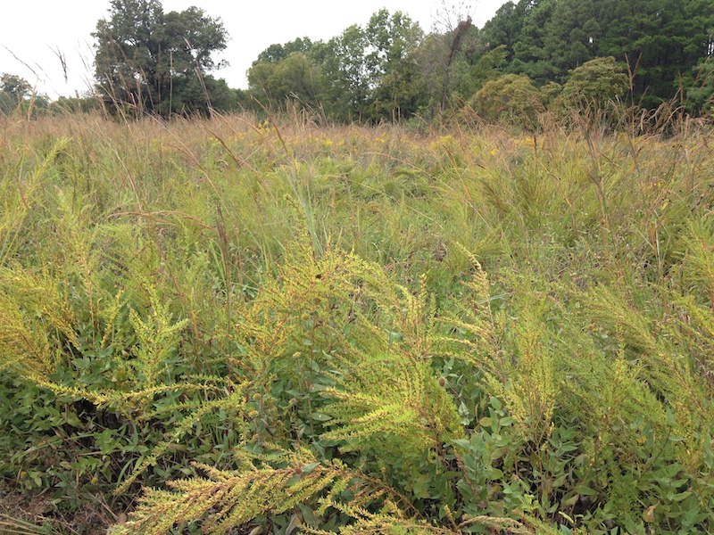 Many branched leafy green stems of plants create the border of a grassland. In the background is a forest.