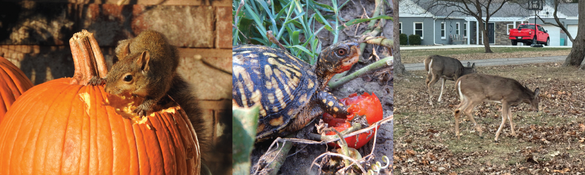 A photo collage with a squirrel eating a pumpkin, a box turtle eating a red tomato and two deer grazing in a lawn.