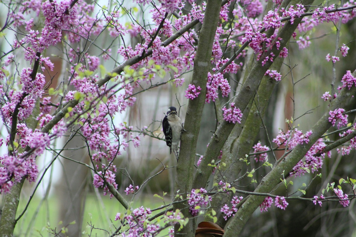 A woodpecker pauses while foraging in a pink blooming redbud tree during early spring.
