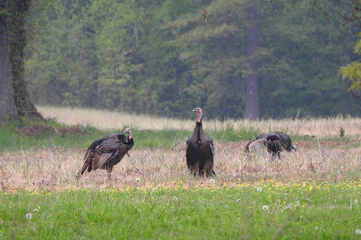 Three adult male wild turkeys stand in a fallow agricultural field in early spring. One is foraging for food, and the two other turkeys stand alert for potential predators. In the background is a wooded edge.