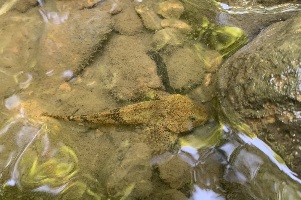 A brown fish resting on the shallow edge of a rocky steam.