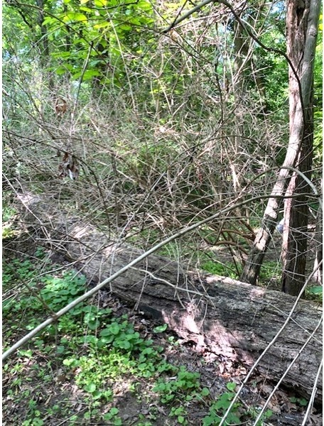 A grouping of leafless dead invasive bushes in a lush summer woodland.