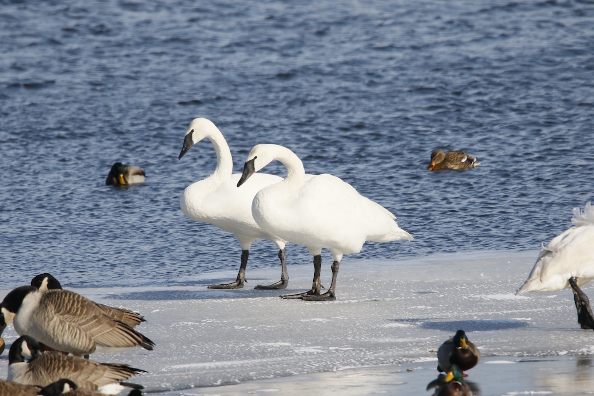 Two white swans with black beaks stand on a sheet of ice over a lake. In the background wild ducks swim on a open patch of water on the icy lake.