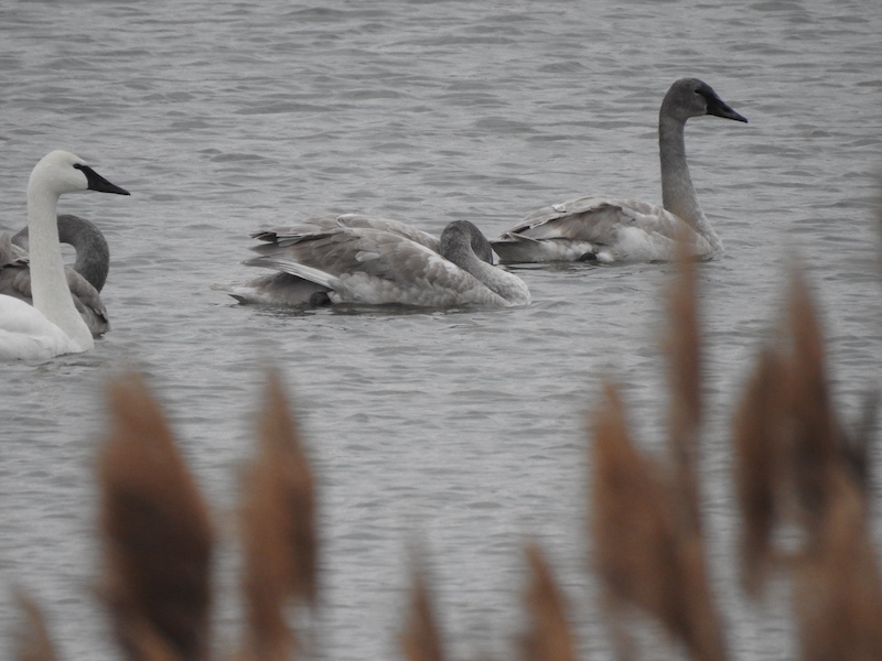 Gray juvenile swans swim with a white adult swan on a lake during a cold gray wintery day.
