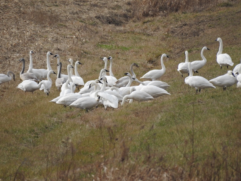 A group of swans forages in a grassy waterway near an agricultural field during the winter.