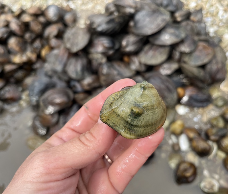 A close-up of a freshwater mussel held by a the hand of a researcher. In the background is the rocky shoreline of a stream.