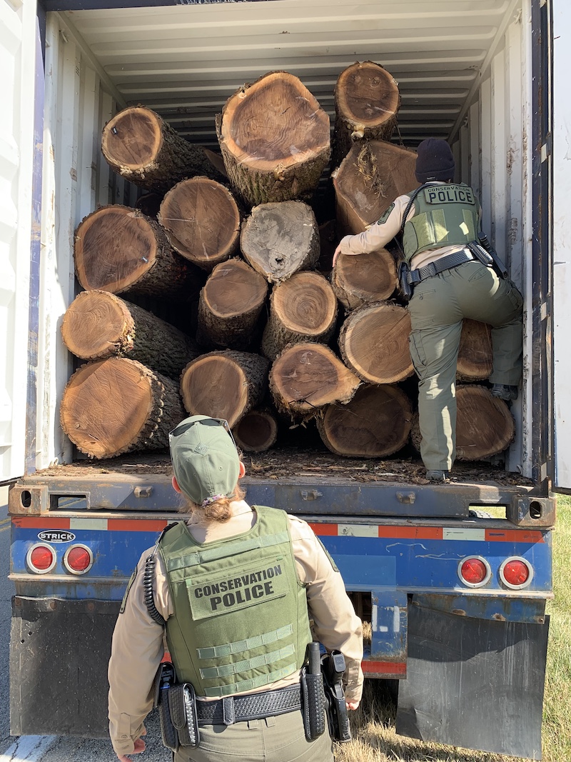 One conservation police officer climbs into a full trailer of tree trunks cut for lumber on a semi truck. Another conservation police officer stands on the ground just outside the trailer looks at the cargo.
