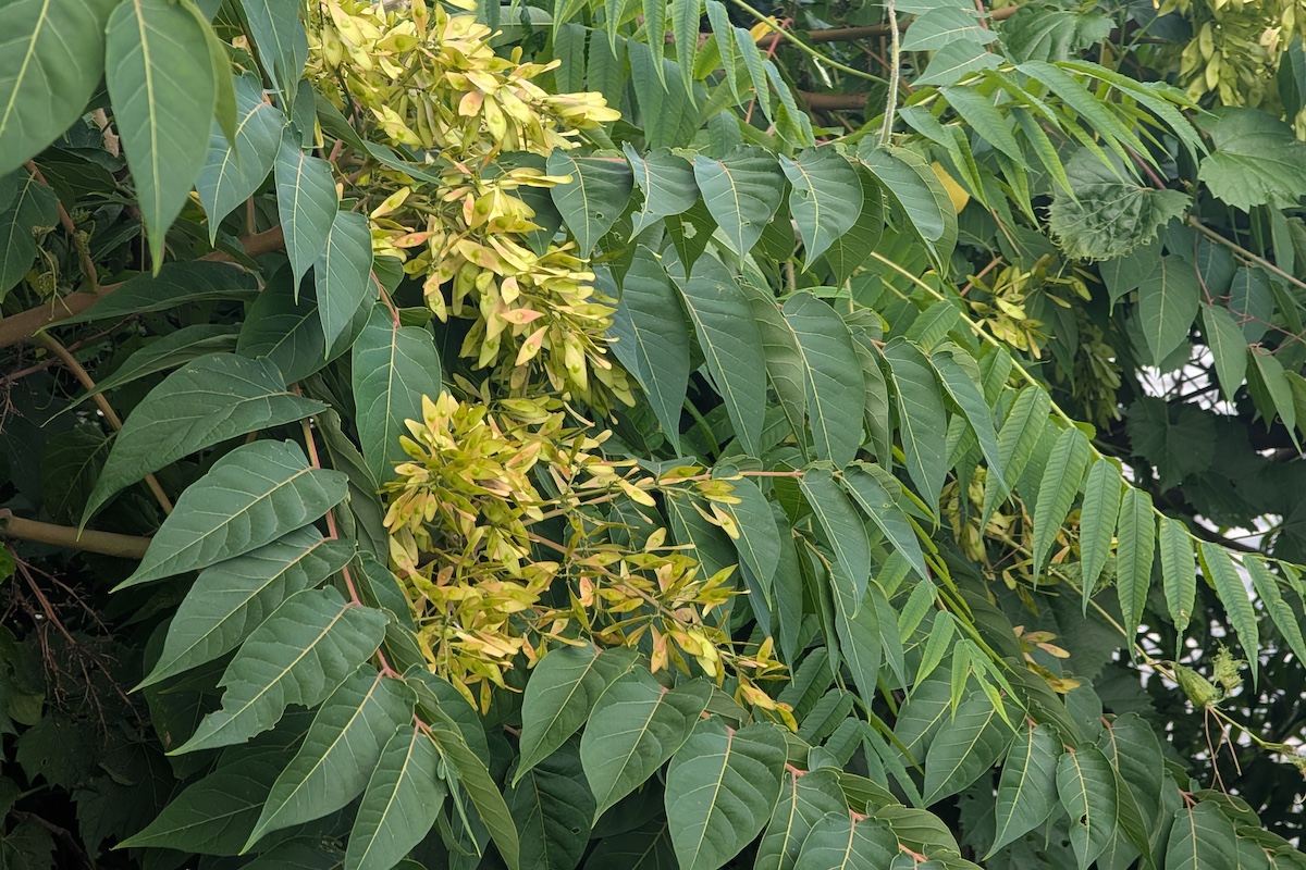 A close-up of groupings of yellow seeds on a green leafy tree.