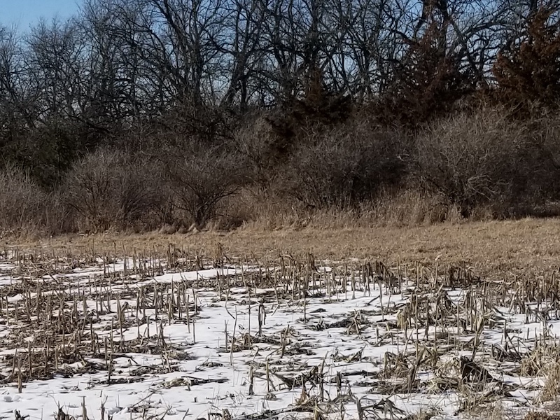 The a fence-row with trees and shrubs long an agricultural field. In the foreground is a snowy field of harvested corn.